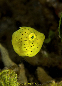 Sponge filefish - a cartoon like species only growing to ... by Debi Henshaw 